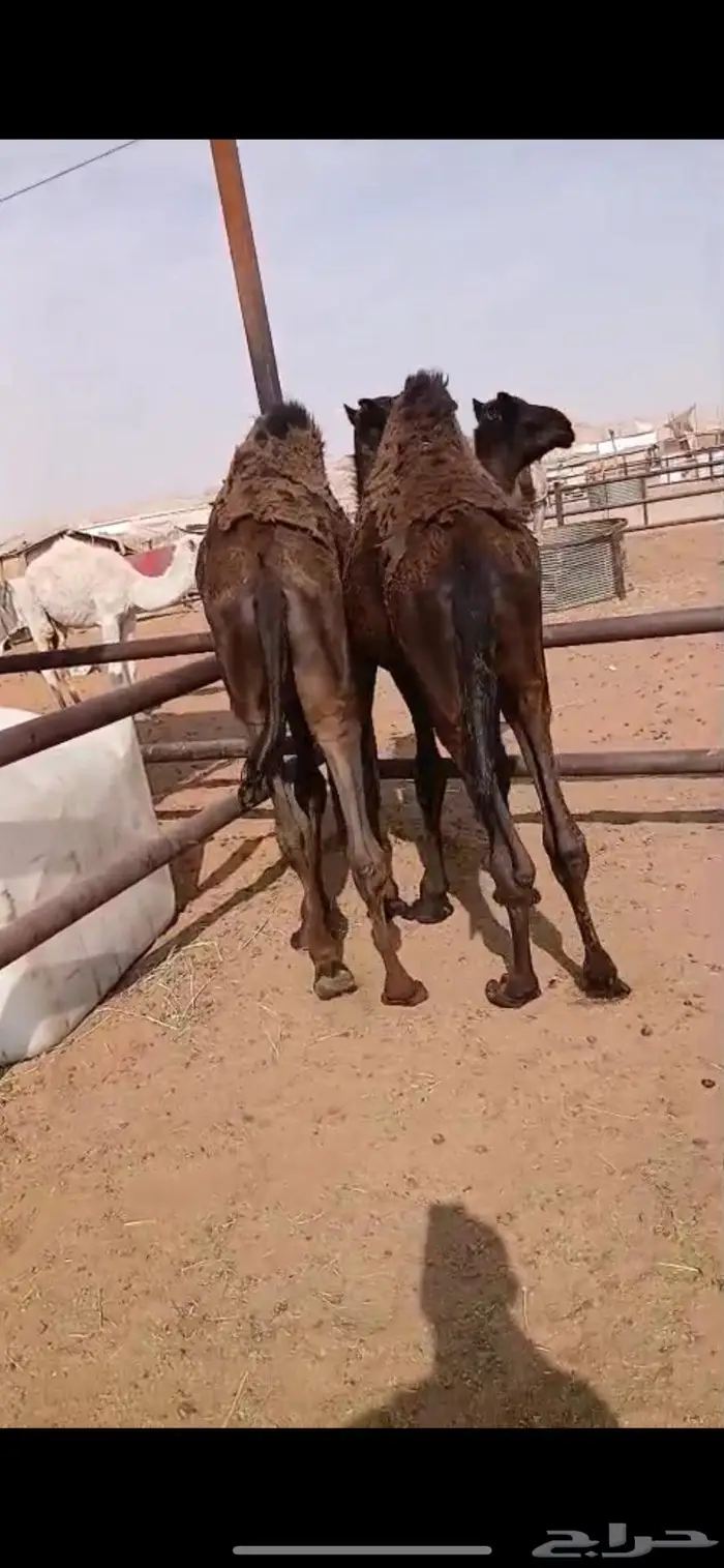 حاشي قعدان مجاهيم 2