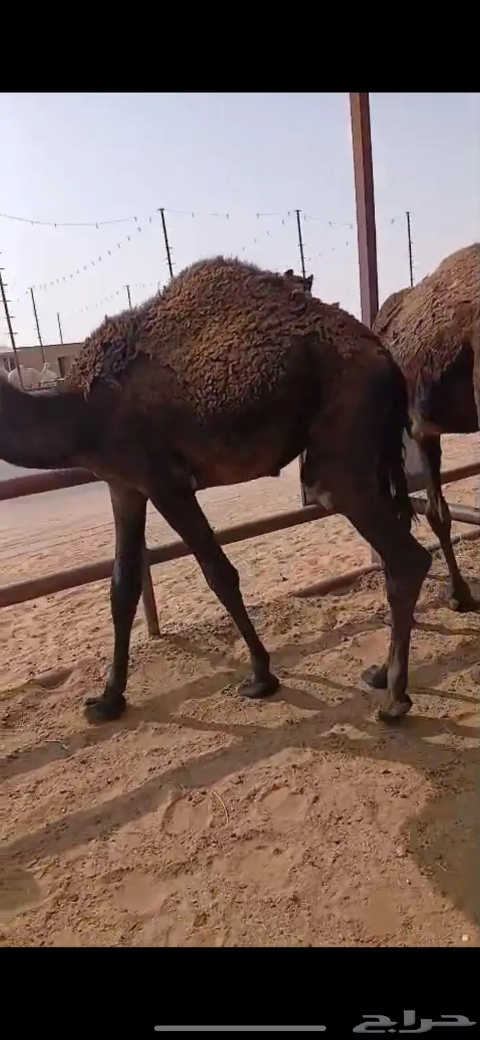 حاشي قعدان مجاهيم 3