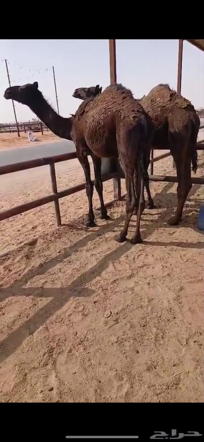 حاشي قعدان مجاهيم 5