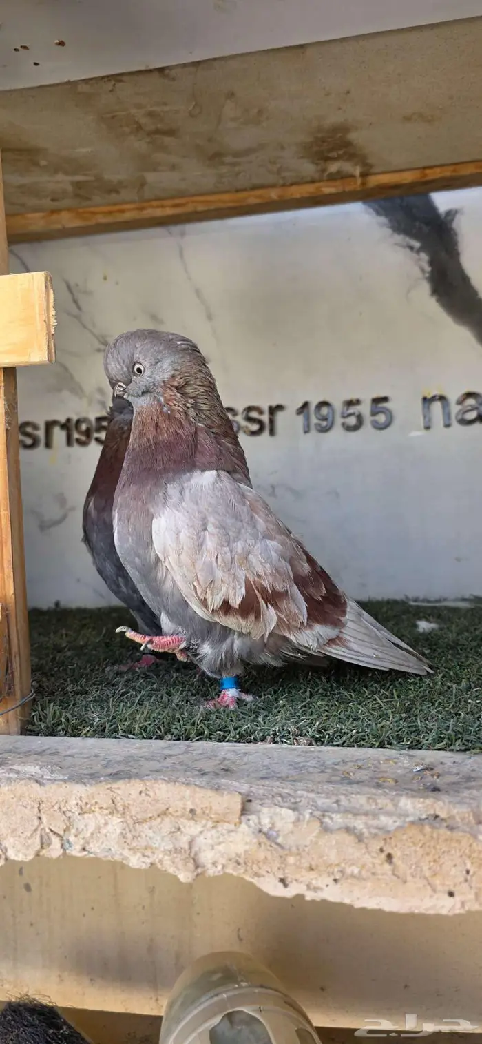 زوج لونق كلين مستوى بطل 2