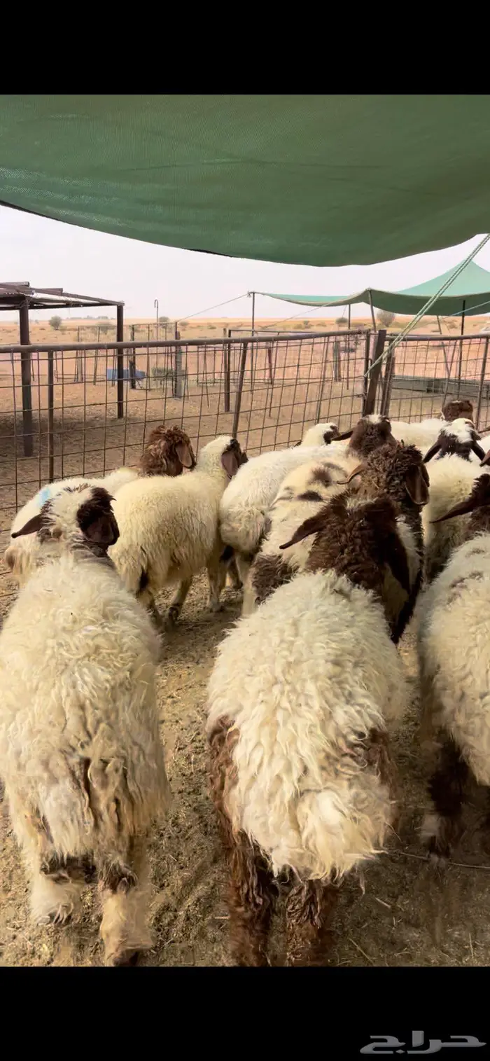 رخال نعيم وحريات 4