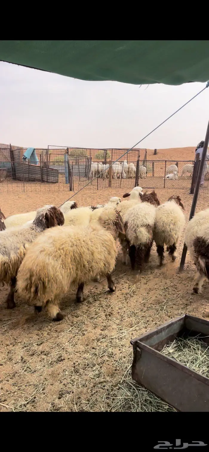 رخال نعيم وحريات 3