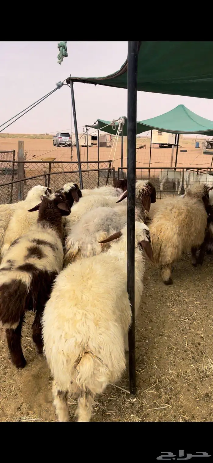 رخال نعيم وحريات 2