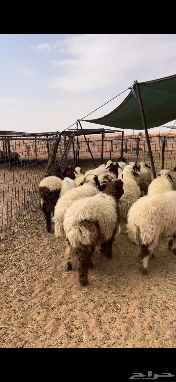 رخال نعيم وحريات 0