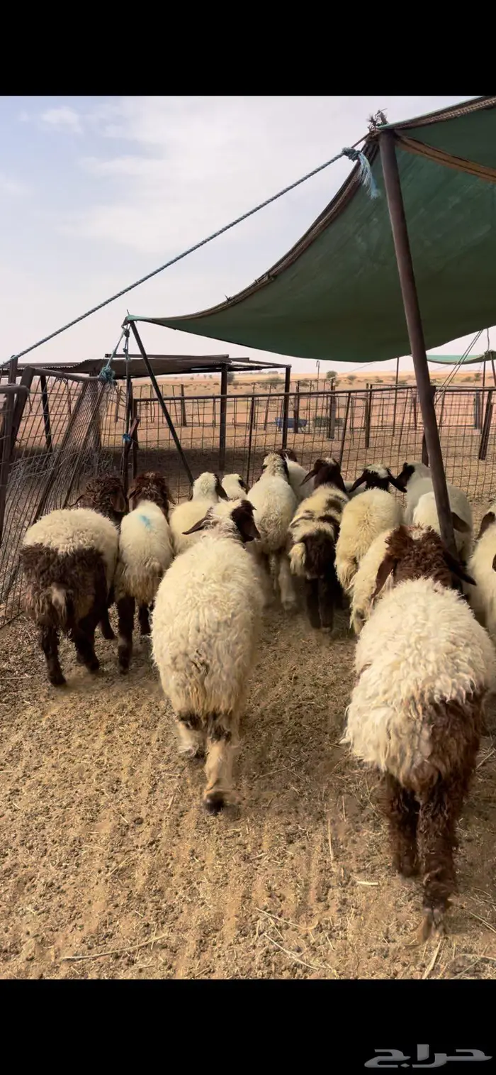 رخال نعيم وحريات 1