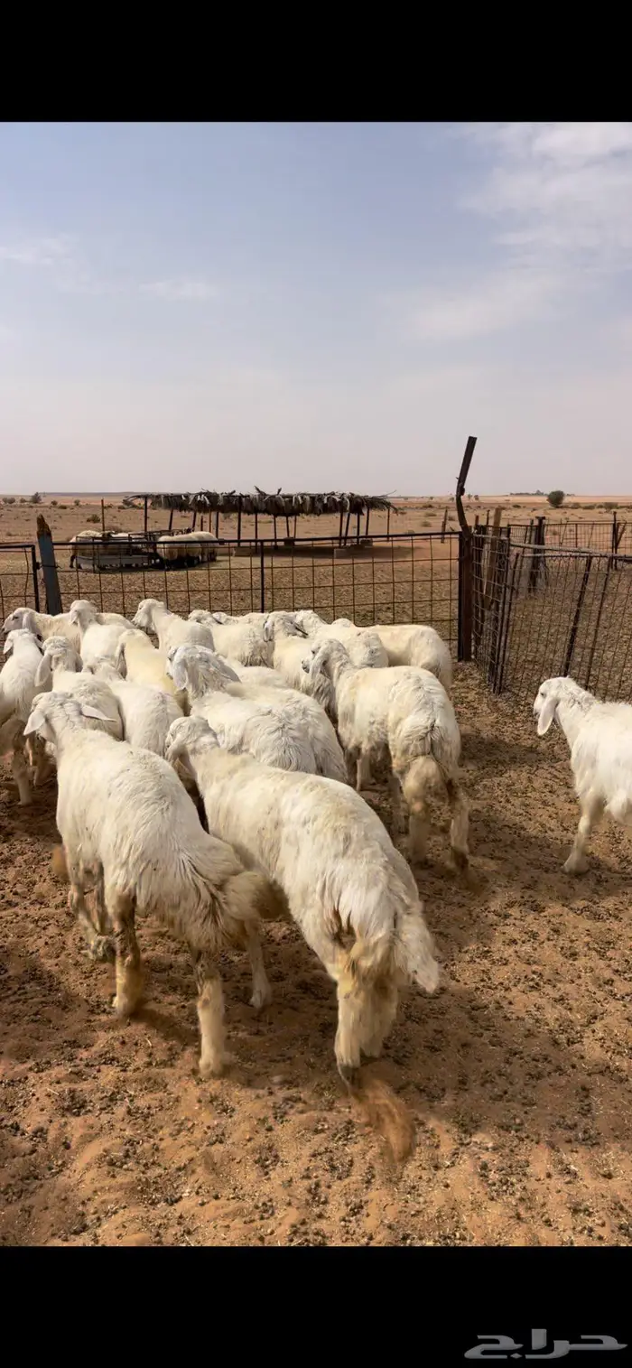 رخال نعيم وحريات 5