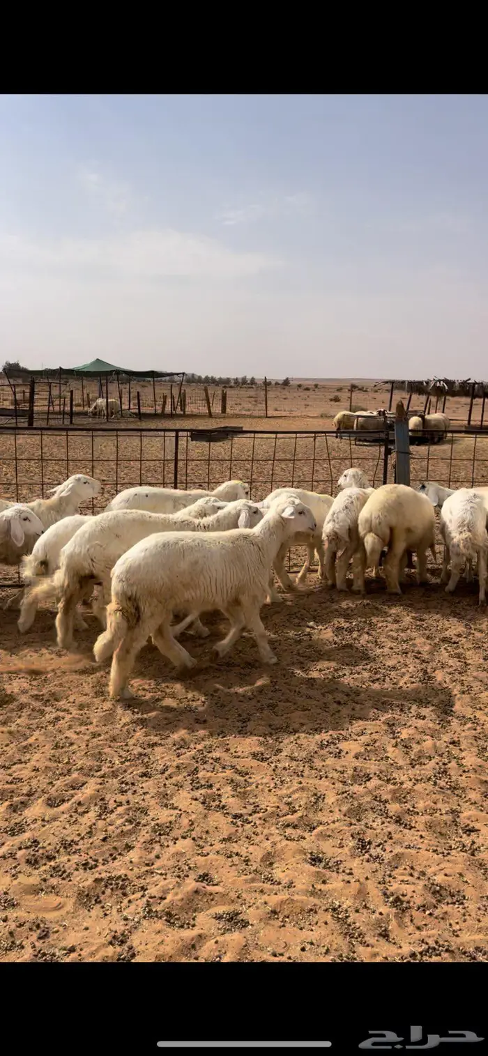 رخال نعيم وحريات 6