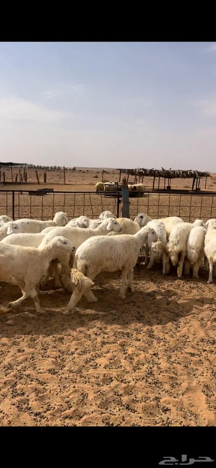 رخال نعيم وحريات 7