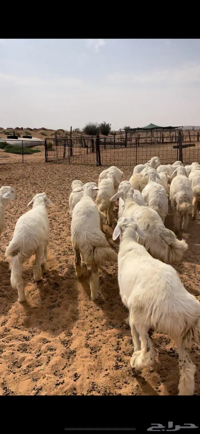 رخال نعيم وحريات 10