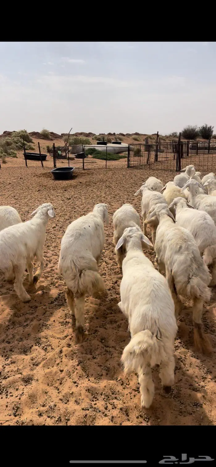 رخال نعيم وحريات 8