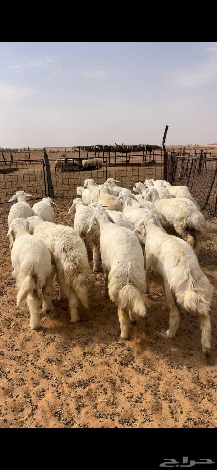 رخال نعيم وحريات 9