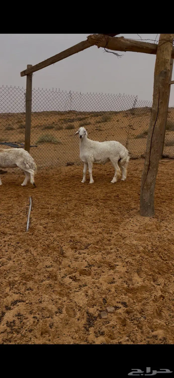 طلي حري صنف 2