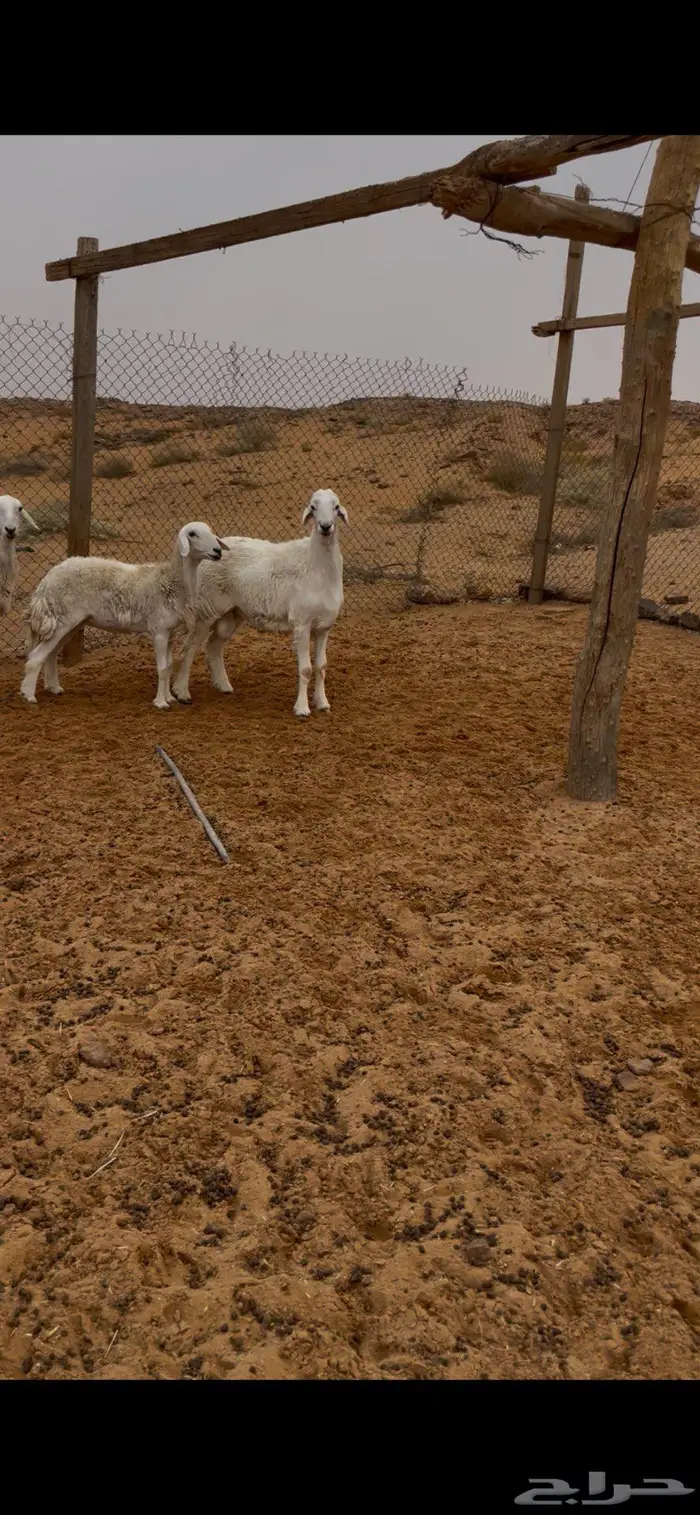 طلي حري صنف 3