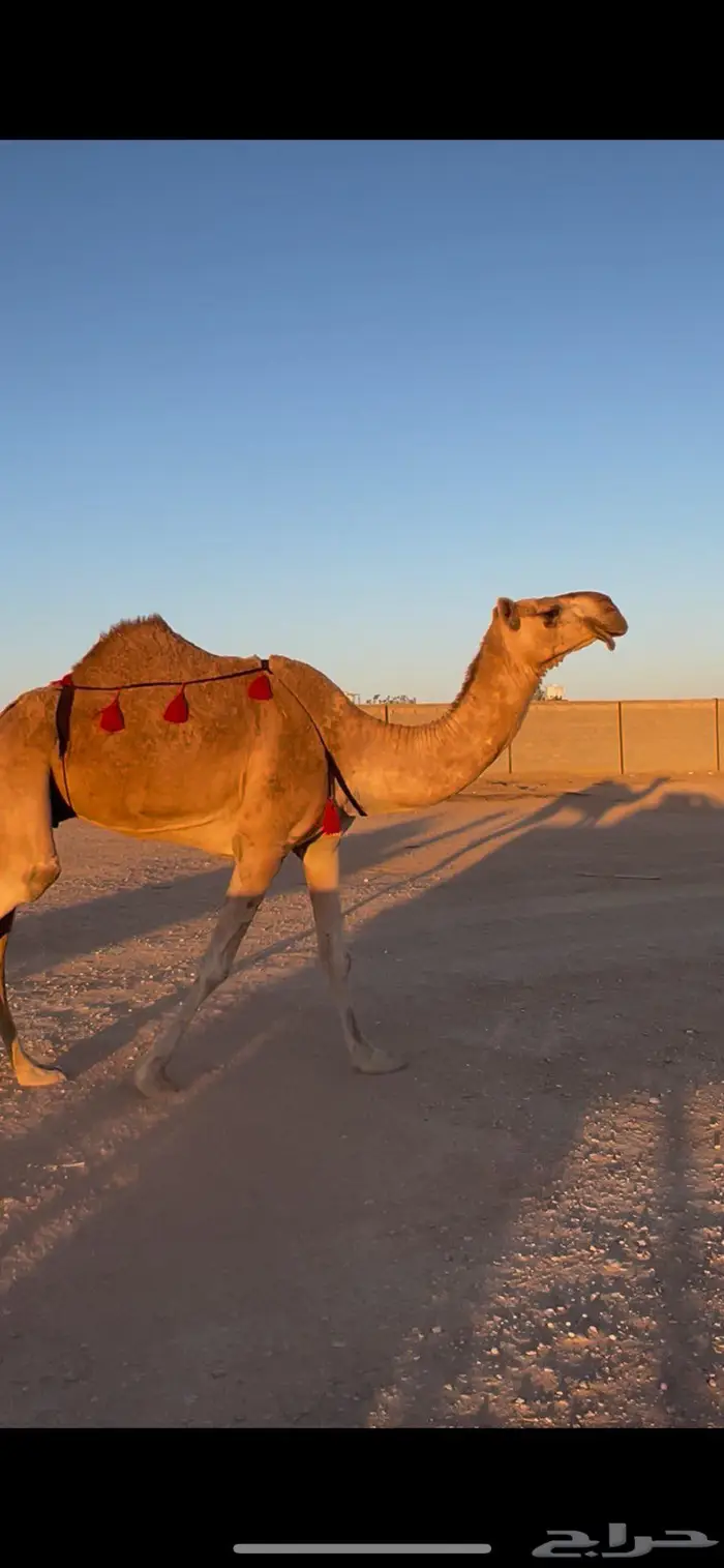 ضروبه شقحاء كفوو 1