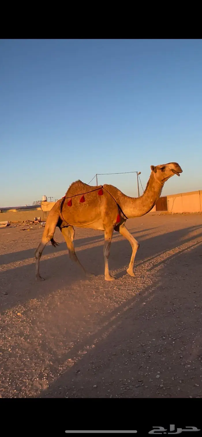 ضروبه شقحاء كفوو 0