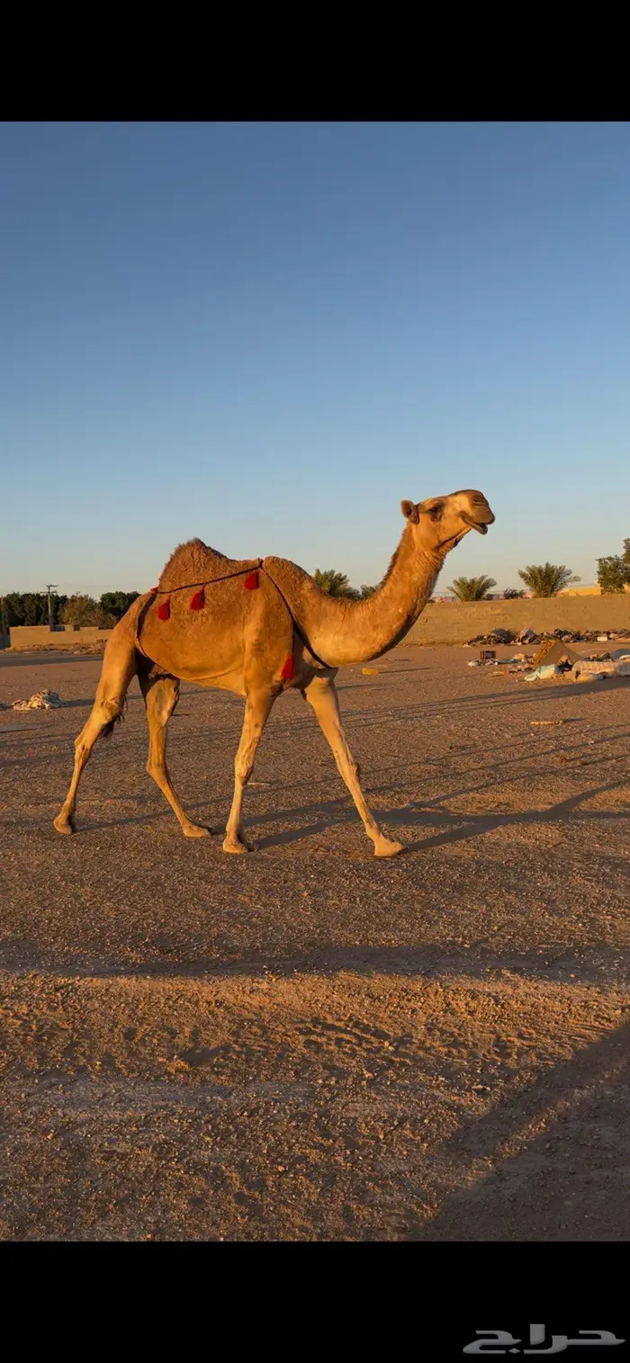 ضروبه شقحاء كفوو 2