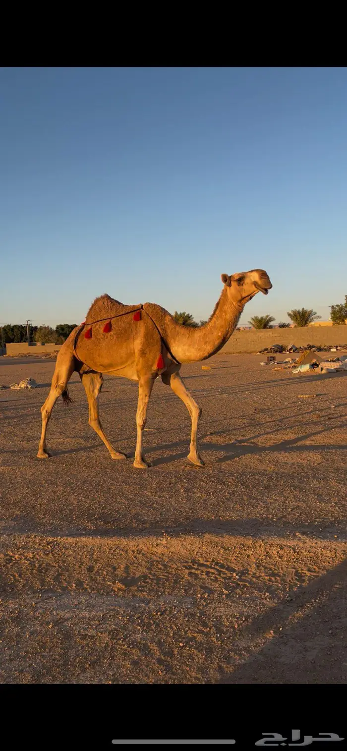 ضروبه شقحاء كفوو 3