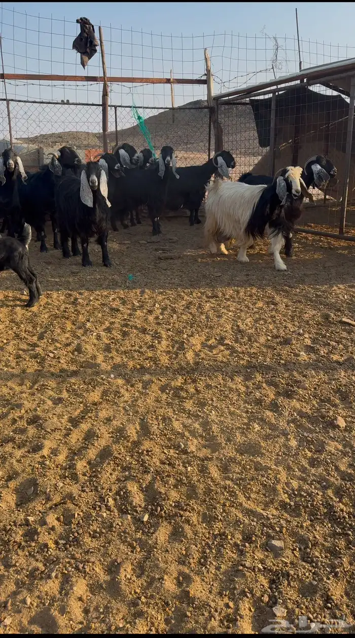 معزا عوارض مواليد 0