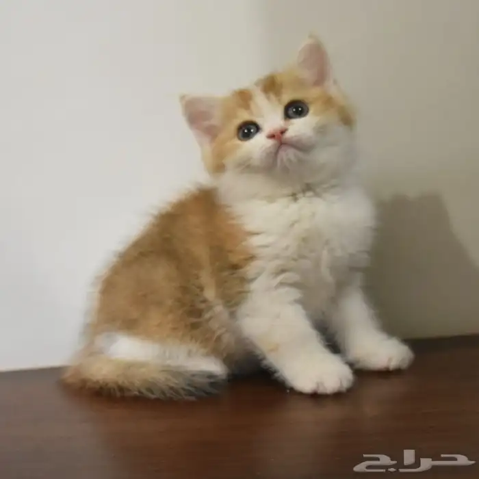 كتن سكوتش ستريت 3