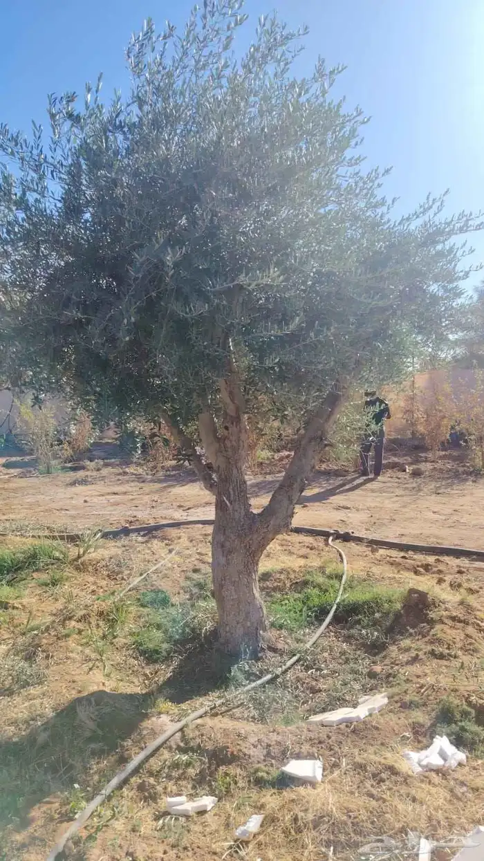 اشجار الزيتون معمره وسغيره جميع المقاسات 8