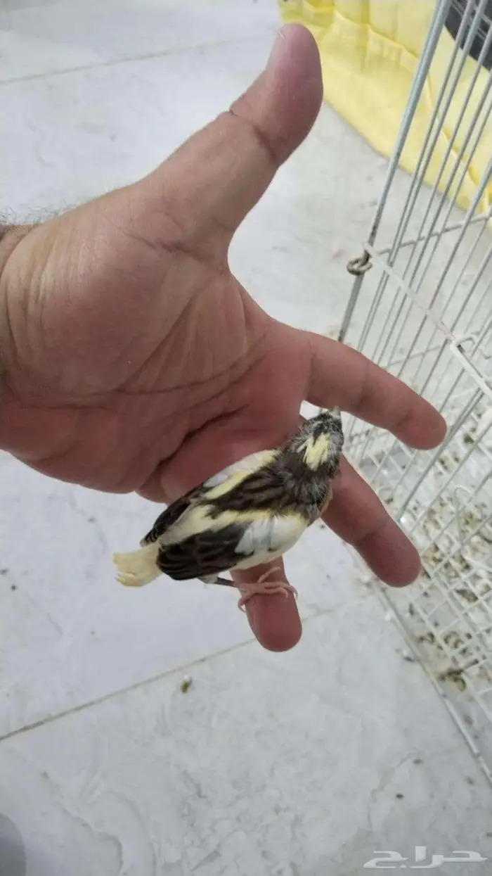 فروخ كناري غر 0