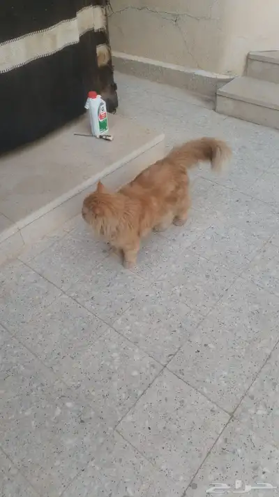 قط مفقود من يوم الثلاثاء حي النهضه index