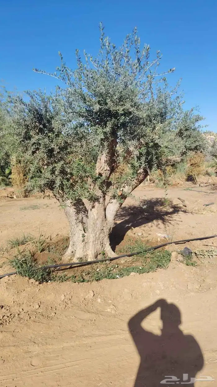 اشجار الزيتون معمره وسغيره جميع المقاسات 5