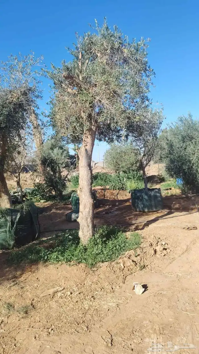 اشجار الزيتون معمره وسغيره جميع المقاسات 2