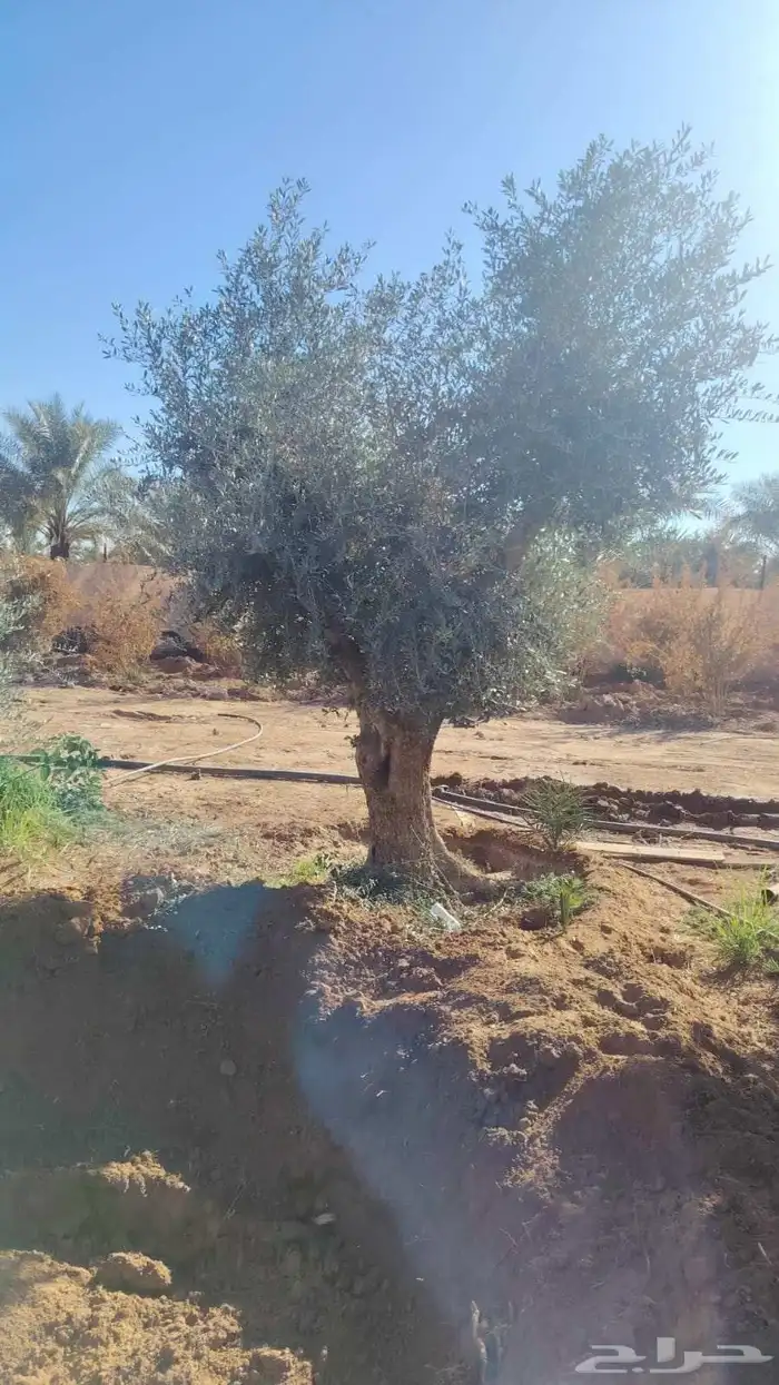 اشجار الزيتون معمره وسغيره جميع المقاسات 7
