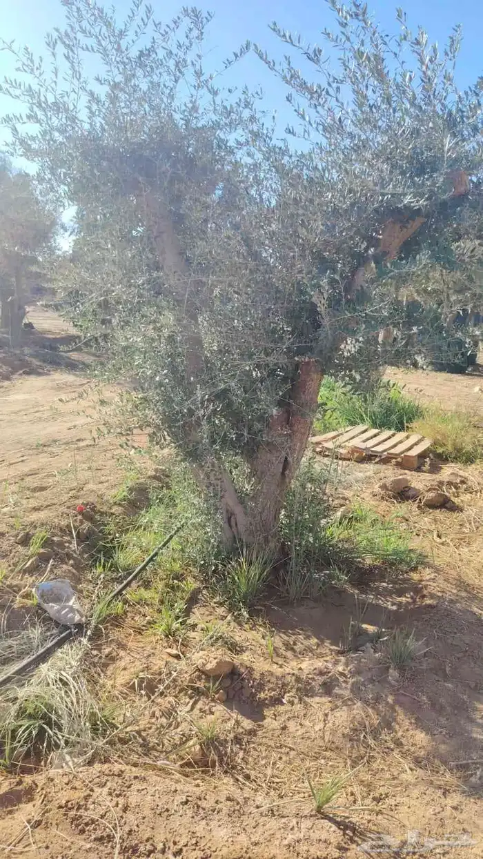 اشجار الزيتون معمره وسغيره جميع المقاسات 6