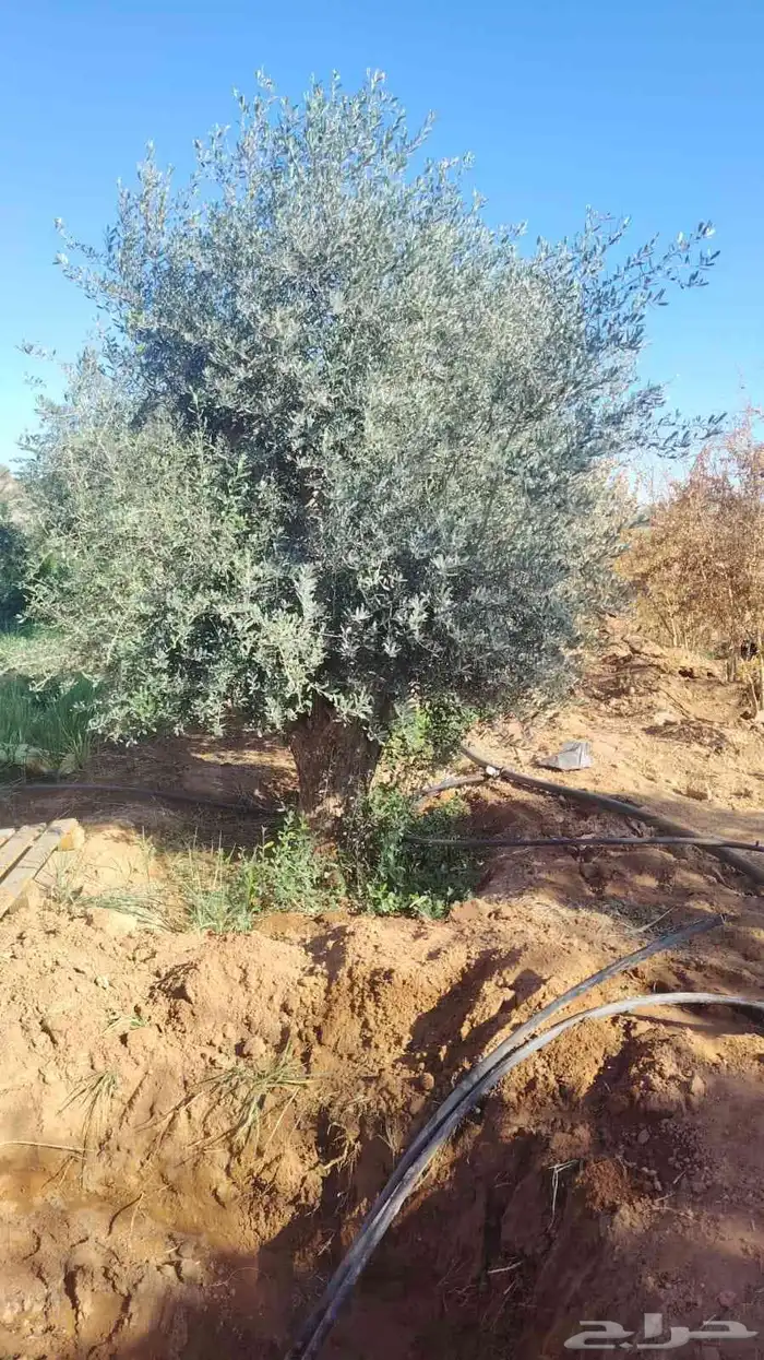 اشجار الزيتون معمره وسغيره جميع المقاسات 4
