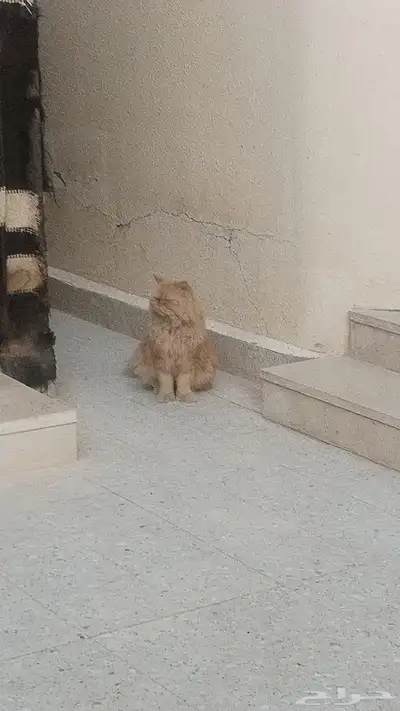 قط مفقود من يوم الثلاثاء حي النهضه index