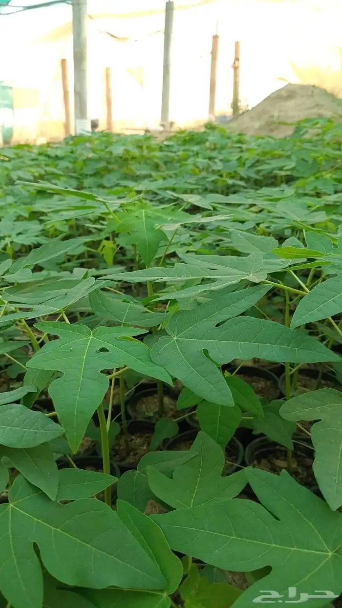 عبرودردليدي من اجودالانواع 0