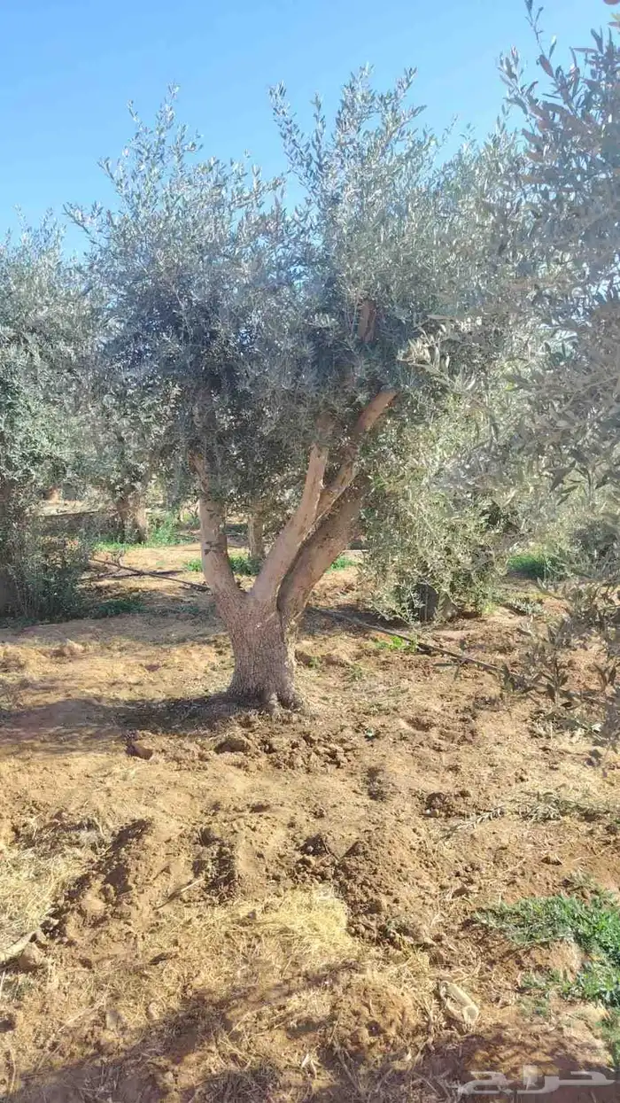 اشجار الزيتون معمره وسغيره جميع المقاسات 9