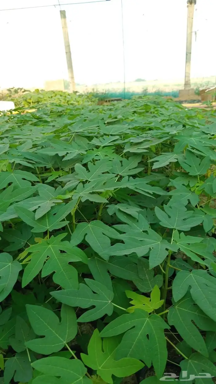 عبرودردليدي من اجودالانواع 1