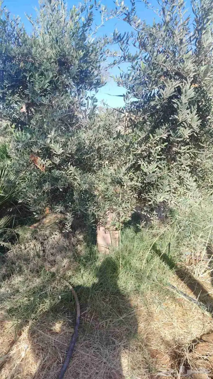 اشجار الزيتون معمره وسغيره جميع المقاسات 1