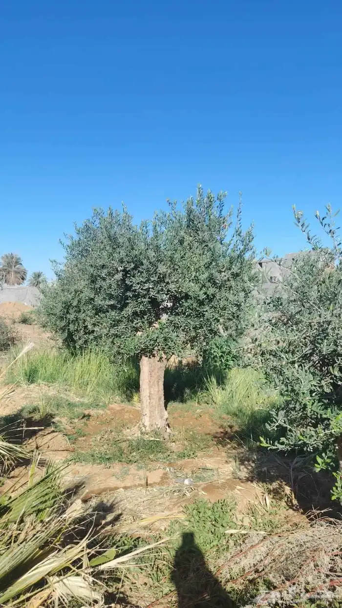 اشجار الزيتون معمره وسغيره جميع المقاسات 0