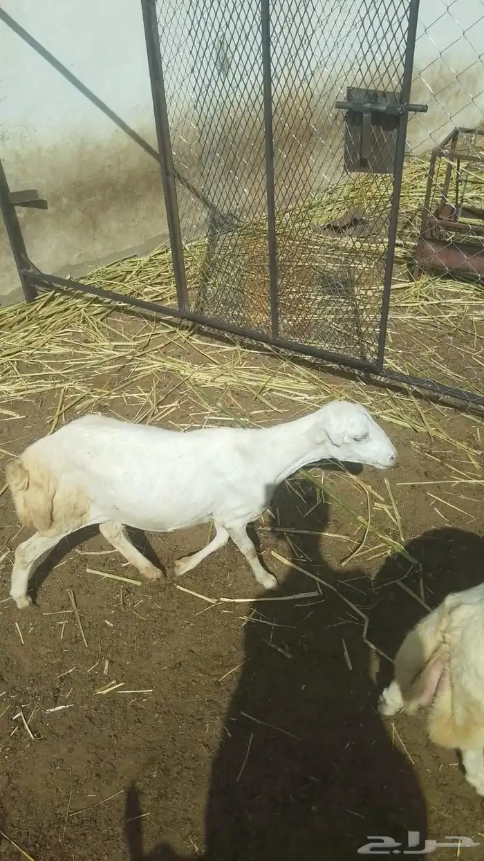 رحله للبيع 0