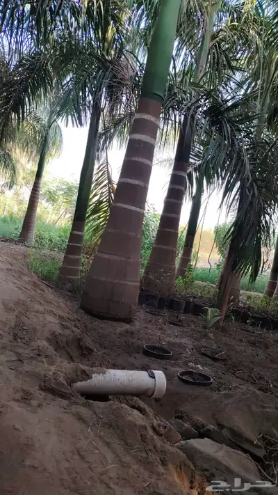 نخيل ملوكي نخيل نارجيل نخيل واشنطني بسعار مناسبه index