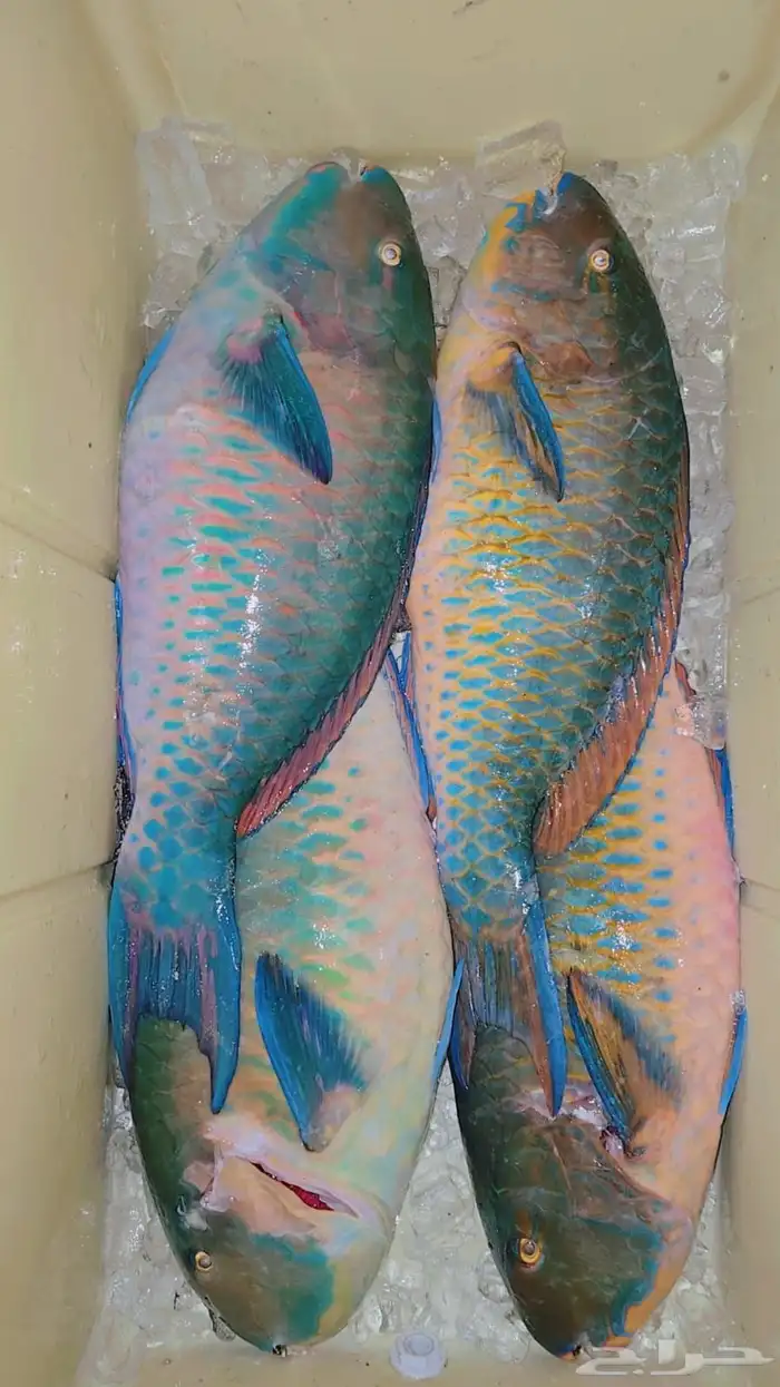 سمك حريد وهامور 4