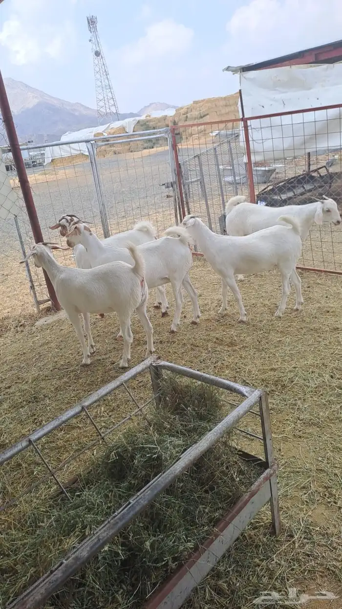 جفاربرض دفيع 1