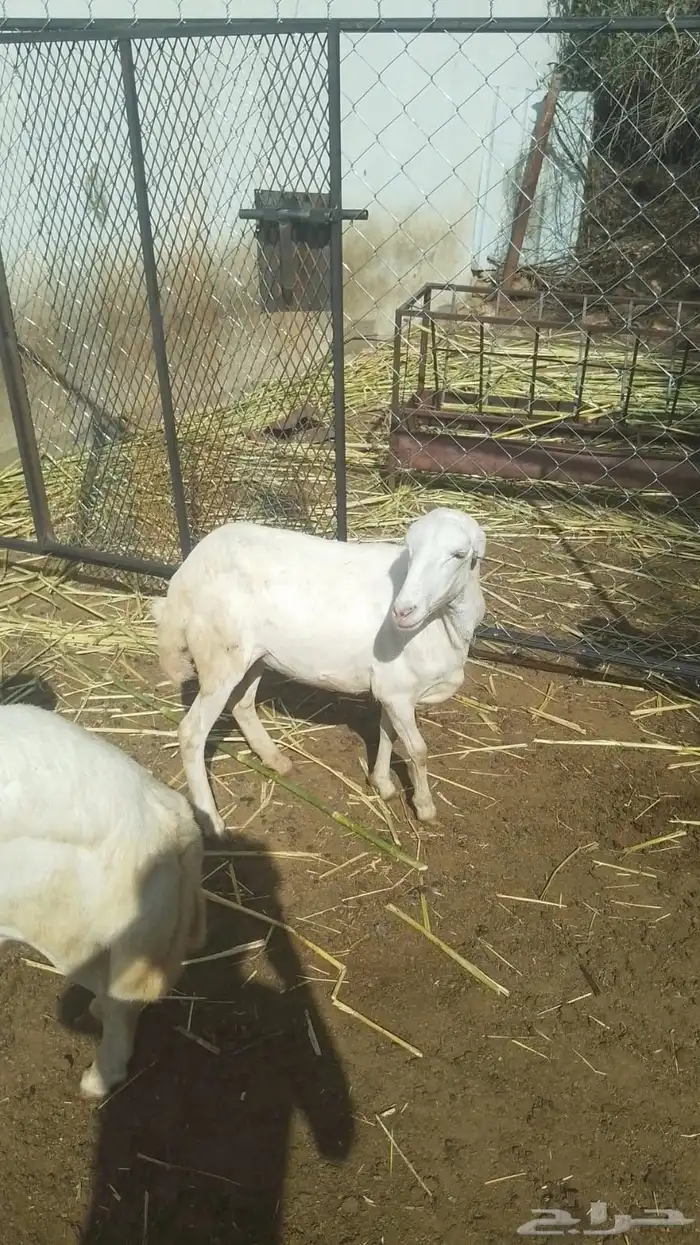 رحله للبيع 2