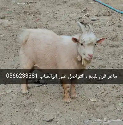 ماعز قزم للبيع 0