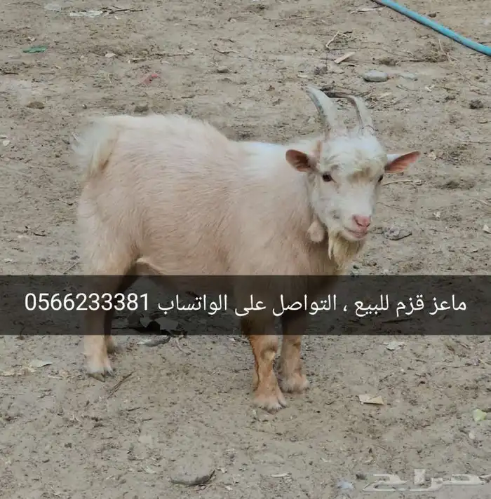 ماعز قزم للبيع 0