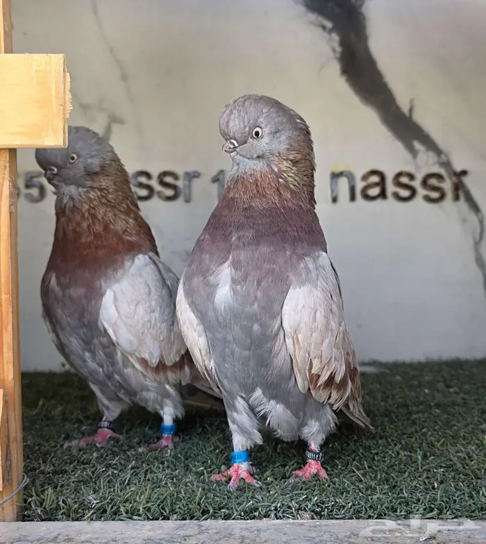 زوج لونق كلين مستوى بطل 8