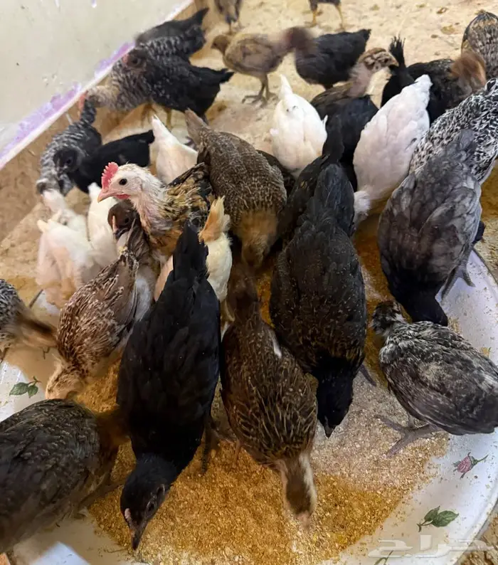 صيصان فيومي   بلدي   تركي - فراريج عمر شهرين 0