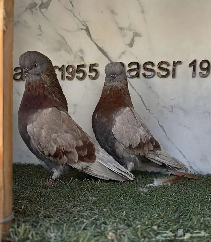 زوج لونق كلين مستوى بطل 4