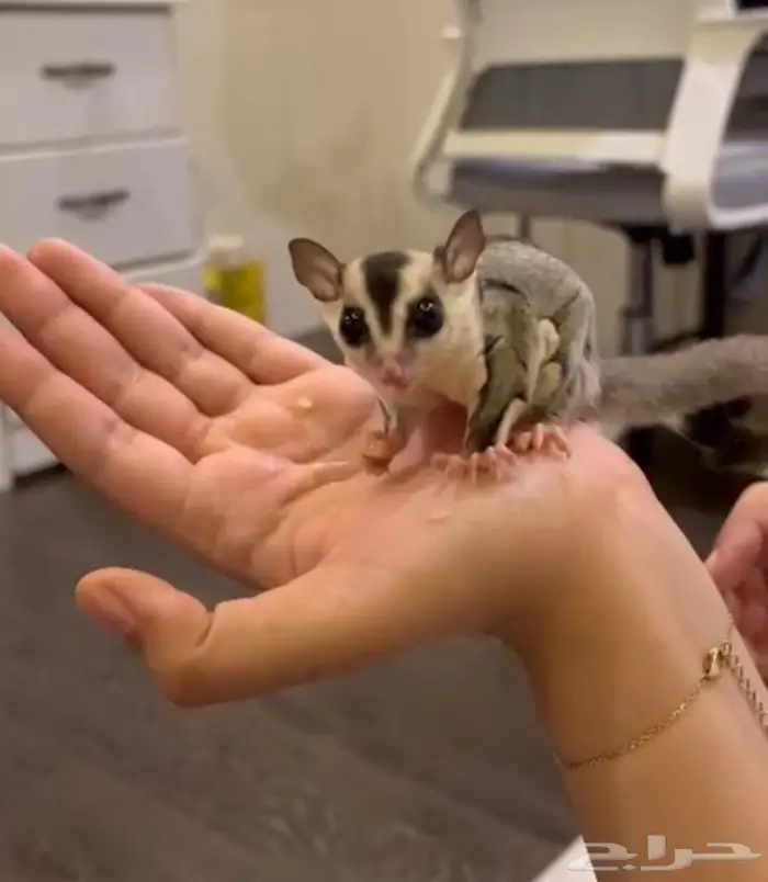 شوقر قلايدر 0