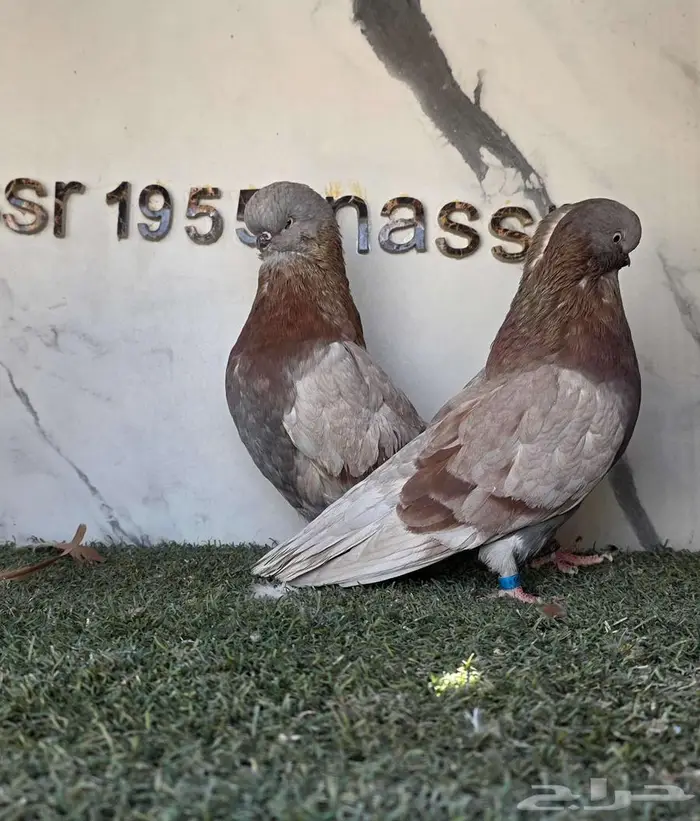 زوج لونق كلين مستوى بطل 3