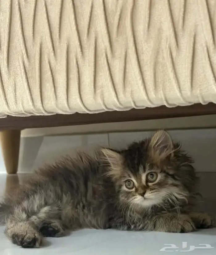 قط للبيع 0